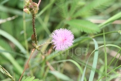 Mimosa pudica